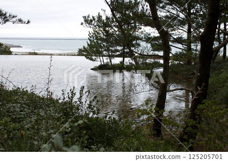 松樹海岸 125205701