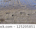 Rice planted rice 125205851