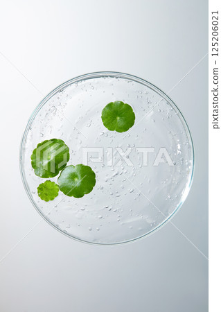 Vertical photo of some green pennywort leaves placed in a round petri dish.Liquid in the dish is a fairly thick transparent gel extract from organic ingredients. Presented on white background. Vertical photo of some green pennywort leaves placed in a round petri dish.Liquid in the dish is a fairly thick transparent gel extract from organic ingredients. Presented on white background. 125206021