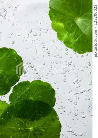 Close-up photo of green gotu kola leaves on the surface of water with tiny bubbles around. There are white veins on the pennywort leaves. Gotu kola has many good benefits in skincare and health. Close-up photo of green gotu kola leaves on the surface of water with tiny bubbles around. There are white veins on the pennywort leaves. Gotu kola has many good benefits in skincare and health. 125206022