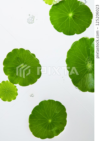 Close-up frame of a pennywort leaves with slightly serrated edges and white veins radiating from the petiole. Several tiny water bubbles clustered together. Vertical photo, white background. 125206023