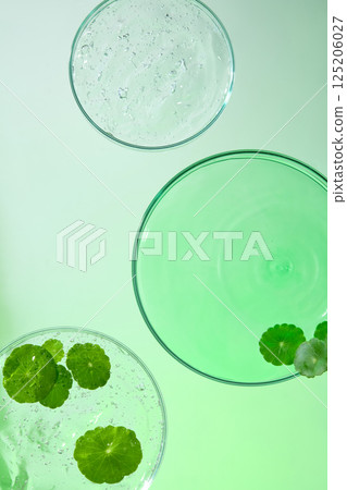 Petri dishes contained a transparent gel, shimmering with light and filled with tiny bubbles. The gotu kola leaves floated on the surface of the gel, revealing the leaf veins and white petioles. Petri dishes contained a transparent gel, shimmering with light and filled with tiny bubbles. The gotu kola leaves floated on the surface of the gel, revealing the leaf veins and white petioles. 125206027