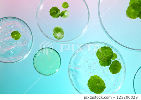 Gotu kola leaves are grouped and placed in petri dishes, laboratory concept with pink-blue background. Petri dishes of different sizes. Centella is an essential cosmetic raw material for skincare.  125206029