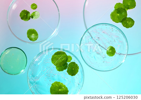 Fresh green centella asiatica leaves in petri dishes on gradient background. Gotu kola is a medicinal herb with several benefits for healthcare. Advertising photo taken in a modern laboratory.  125206030