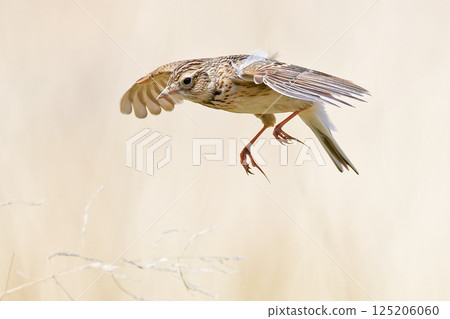 Skylark preparing to land Skylark preparing to land 125206060