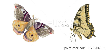 Watercolor illustration of butterfly and moth in natural earthy tones. Hand painted insect vector for botanical decor vintage print and nature design Watercolor illustration of butterfly and moth in natural earthy tones. Hand painted insect vector for botanical decor vintage print and nature design 125206153