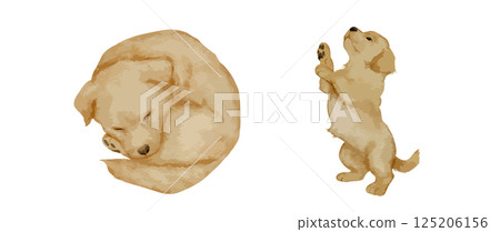 Watercolor golden retriever puppy illustration set with sleeping and standing dog poses. Hand painted dog art for nursery decor greeting cards kids designs and pet prints 125206156
