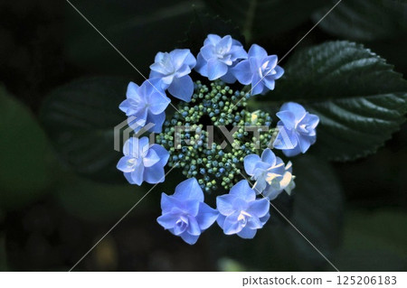 Hydrangea macrophylla resembles a laurel tree in the dark Hydrangea macrophylla resembles a laurel tree in the dark 125206183