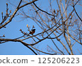 Spring blue sky and a Daurian redstart perched on a tree branch 125206223