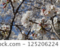 Cherry blossoms in full bloom shining in the blue sky 125206224