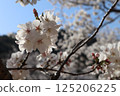Sakura that shines in the blue sky 125206225