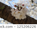 Cherry blossoms on a trunk 125206226