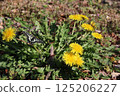 A swallowtail butterfly resting on a yellow dandelion 125206227