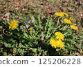 Swallowtail butterfly resting on a dandelion 125206228