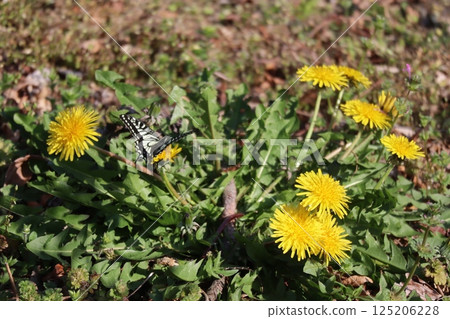 Swallowtail butterfly resting on a dandelion Swallowtail butterfly resting on a dandelion 125206228