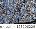 Blue sky and cherry blossoms in full bloom 125206229