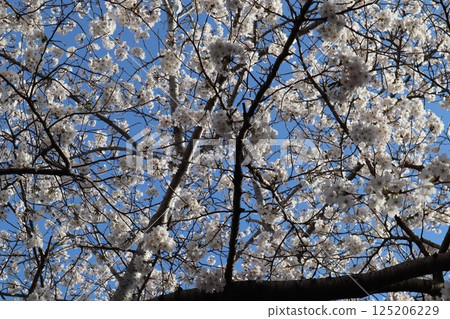 Blue sky and cherry blossoms in full bloom Blue sky and cherry blossoms in full bloom 125206229