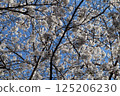 Cherry blossoms in full bloom in the blue sky 125206230