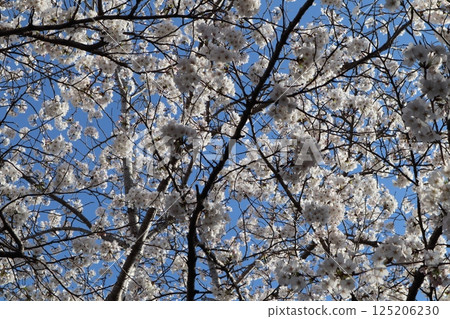 Cherry blossoms in full bloom in the blue sky Cherry blossoms in full bloom in the blue sky 125206230