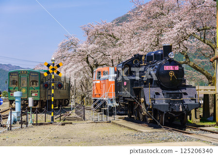 Cherry blossoms and steam locomotive, Wakasa Railway, Tottori Prefecture 125206340