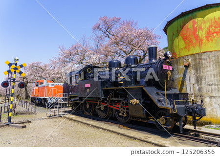 Cherry blossoms and steam locomotive, Wakasa Railway, Tottori Prefecture 125206356