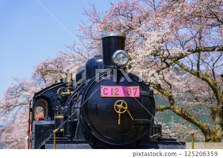 Cherry blossoms and steam locomotive, Wakasa Railway, Tottori Prefecture 125206359