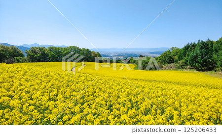 Nanohakura Takahara Nanohana Farm Field 125206433