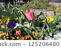  Colorful tulips 125206480
