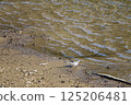 Black-backed wagtail standing by the water 125206481