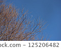 Fallen trees and blue sky 125206482