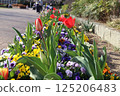  Colorful tulips 125206483