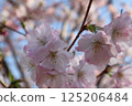 Cherry blossoms shining in the spring sunshine 125206484