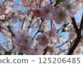 Double cherry blossoms blooming in a nearby park in spring 125206485