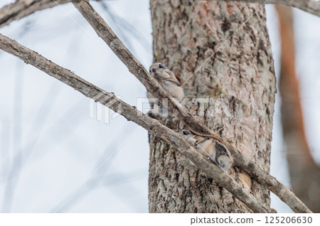 Namara Menkoi Ezomomonga Namara Menkoi Ezomomonga 125206630