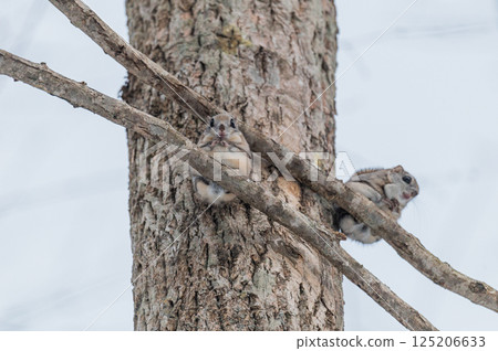 Namara Menkoi Ezomomonga Namara Menkoi Ezomomonga 125206633