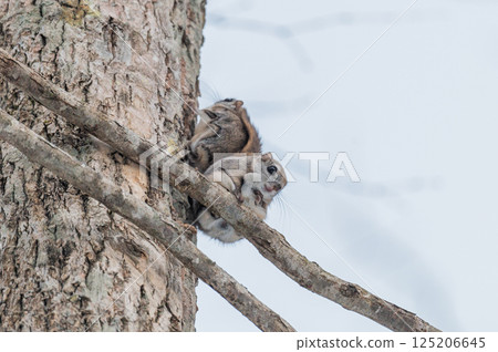 Namara Menkoi Ezomomonga 125206645