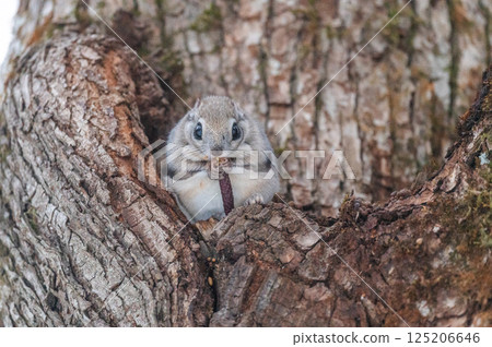 Namara Menkoi Ezomomonga Namara Menkoi Ezomomonga 125206646