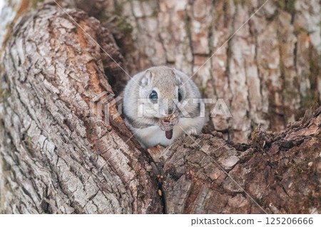 Namara Menkoi Ezomomonga 125206666