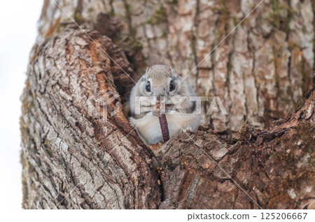 Namara Menkoi Ezomomonga 125206667