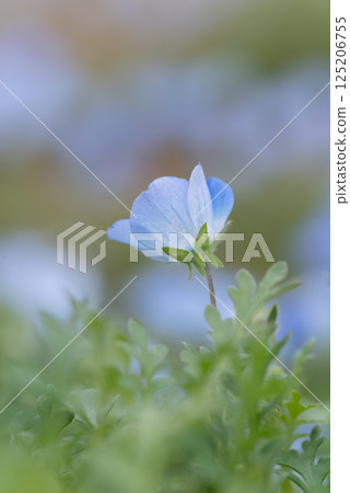 Nemophila field 125206755