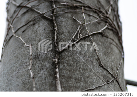 電線桿上生長的植物 125207313