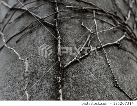 Plants growing on telephone poles Plants growing on telephone poles 125207314