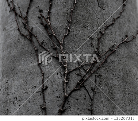 Plants growing on telephone poles 125207315