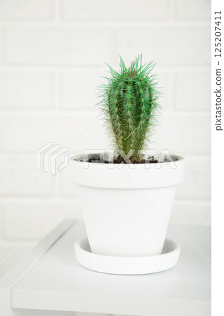 Cactus in white pot on light background Cactus in white pot on light background 125207411