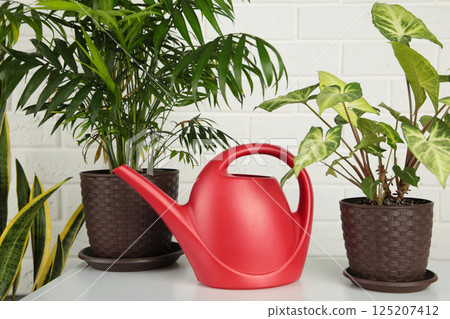 Watering can and plant in home. Domestic life concept on light background Watering can and plant in home. Domestic life concept on light background 125207412