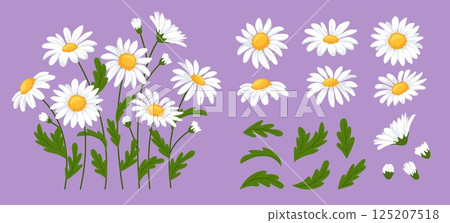Daisy flowers. Chamomile blossoms, daisies with stems, green leaves, white floral heads and flower buds. Blooming garden flowers botanical cartoon vector illustration set 125207518