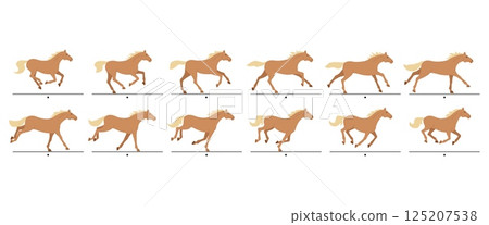 Cartoon running horse animation frames. Galloping, horses gait movement cycle sequence, animated canter. Racehorse running isolated vector illustration set Cartoon running horse animation frames. Galloping, horses gait movement cycle sequence, animated canter. Racehorse running isolated vector illustration set 125207538