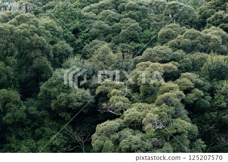 Beautiful lush forest Beautiful lush forest 125207570