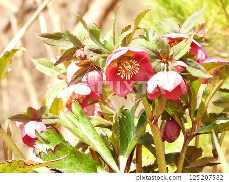 紅色聖誕玫瑰花 125207582