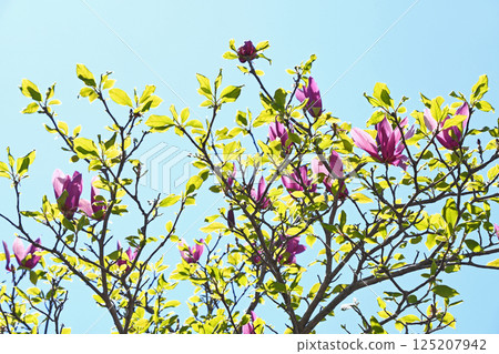 Shimokuren(紫黑蓮花) Shimokuren(紫黑蓮花) 125207942